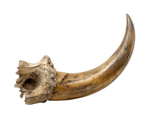 Large curved bone resembling horn, showcasing intricate textures and natural colors, isolated on transparency background. This unique piece evokes sense of ancient history and natural beauty