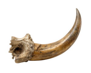 Large curved bone resembling horn, showcasing intricate textures and natural colors, isolated on transparency background. This unique piece evokes sense of ancient history and natural beauty
