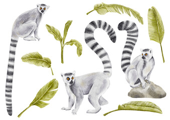Hand drawn watercolor lemurs and tropical banana palm leaves Clipart with transparent background. Perfect for DIY projects, children illustrations, textile design, scrapbooking, stickers, posters © Tse.Tvorcha