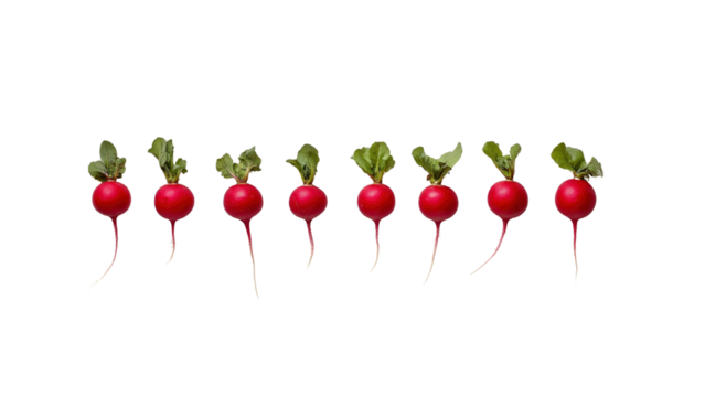 Eight Fresh Red Radishes in a Row on Transparent Background