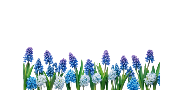 Vibrant Muscari Blooms A Springtime Floral Border