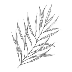 wild plant line art ornament 