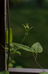 a clematis branch with green leaves and one bud on a wooden trellis on a blurred green background
