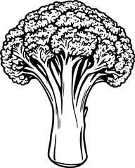 Simple Black And White Line Drawing Of Fresh Raw Broccoli Isolated On A White Background