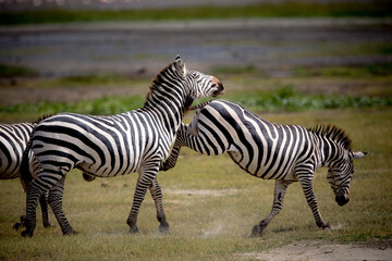 Le zebre d'Afrique