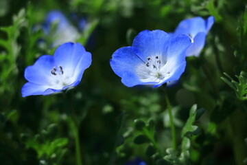 爽やかな空色に咲く