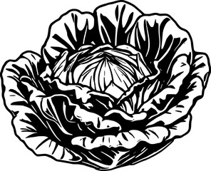 Detailed Ink Drawing Of A Cabbage Head Displaying Intricate Leaf Patterns On White Background