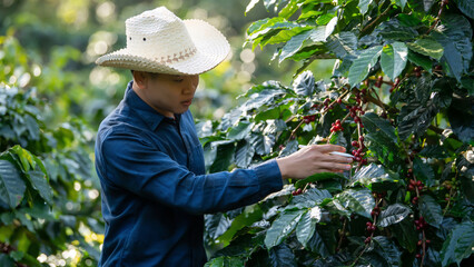 Smart farmer using laptop in green coffee farm sustainable quality control agriculture technology Harvest coffee bean ripe Red berries typing laptop computer check quality control plant coffee tree.