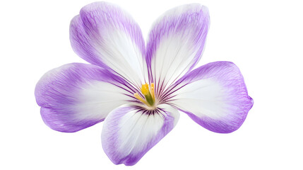 Obraz premium Vibrant White and Violet Flower on White Background - Close-up Shot