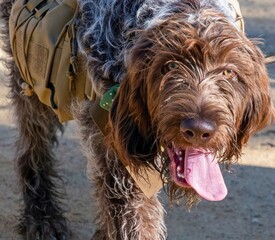 Wirehaired Pointer Mix with Tactical Vest..
