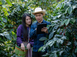 Smart farmer using laptop in green coffee farm sustainable quality control agriculture technology Harvest coffee bean ripe Red berries typing laptop computer check quality control plant coffee tree.