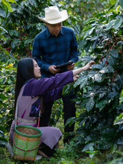 Smart farmer using laptop in green coffee farm sustainable quality control agriculture technology Harvest coffee bean ripe Red berries typing laptop computer check quality control plant coffee tree.