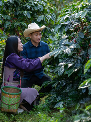 Smart farmer using laptop in green coffee farm sustainable quality control agriculture technology Harvest coffee bean ripe Red berries typing laptop computer check quality control plant coffee tree.