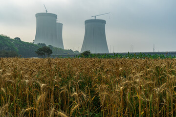 Cooling towers of nuclear power plant rising behind field of ripe wheat. industrial infrastructure...