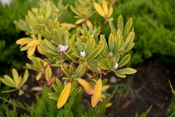 Evergreen rhododendron in the park