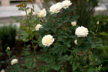 White blooming roses in the garden in the park