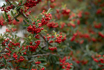 Fototapeta premium Pyracantha bright red, close-up, red small berries, copy space