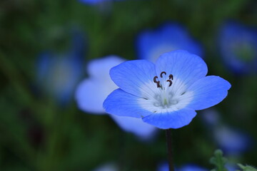 爽やかな空色に咲く