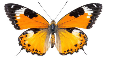 Naklejka premium Vivid Orange and Black Butterfly with Intricate Wing Detail on Transparent Background