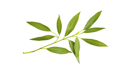 Fresh Sprig of Bay Leaves Isolated on Transparent Background