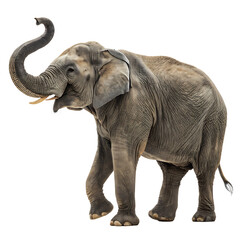 Elephant isolated on a transparent background