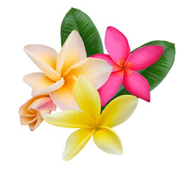 Plumeria, frangipani flowers  pink ,yellow ,orange  isolated on transparent.