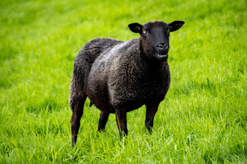 Obraz premium Schwarzes Schaf auf dem Deich in Südfriesland in der Nähe von Makkum 