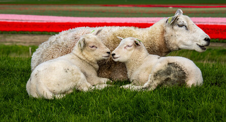 Obraz premium sheep and lambs relaxing on gras 