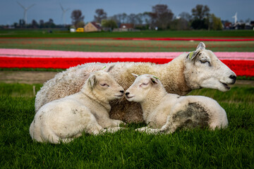 Obraz premium Schaf Mutter mit Lämmern auf dem Deich in Südfriesland in der Nähe von Makkum 