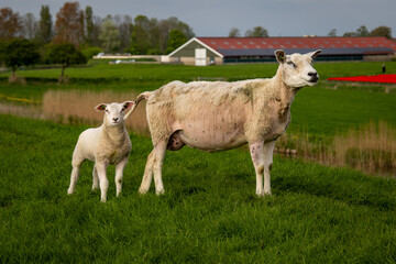 Schaf Mutter mit Lämmern auf dem Deich in Südfriesland in der Nähe von Makkum 