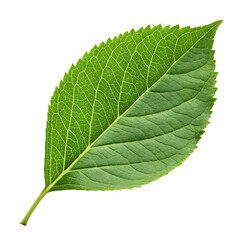 Obraz premium Green leaf icon isolated on a transparent background