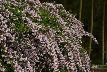 ショウキウツギ