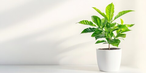 Fototapeta premium photo of arabica coffee plant -