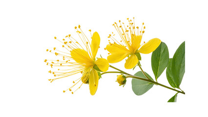 Obraz premium Vibrant St. John's Wort Flowers with Green Leaves on Transparent Background