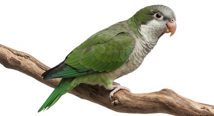 Green Parrot Perched on Branch