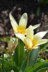 These multi colored spring flowers are blossoming in a garden in bright and sunny day.