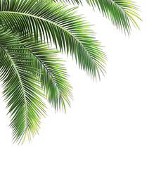 Naklejka premium Lush green palm leaves gracefully arching from the top corner against a transparent background. ideal for summer-themed designs. nature illustrations. or tropical vacation promotions