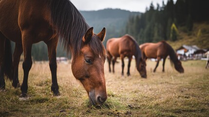 Fototapeta premium Horses grazing peacefully in a lush, green meadow against a backdrop of towering pine trees.