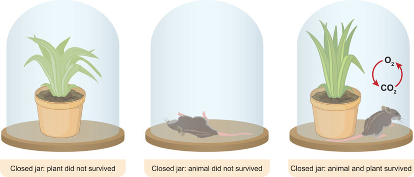Joseph Priestley's experiment with a plant and a mouse (Photosynthesis-respiration)