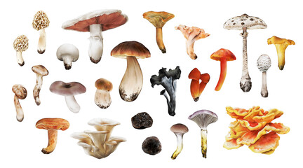 Watercolor mushroom illustrations set &ndash; Hand-drawn realistic wild and edible fungi clipart collection for botanical and culinary design
