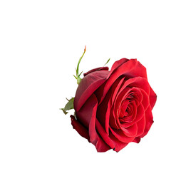 Red rose isolated on a transparent background