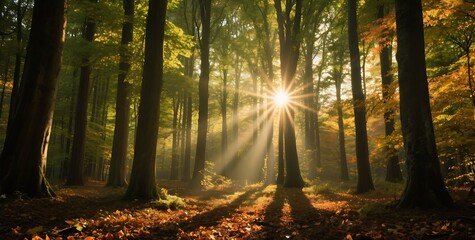 Obraz premium Forest panorama, sunburst through trees, long shadows, dappled sunlight,