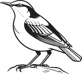 Obraz premium White-Throated Dipper bird silhouette vector Illustration
