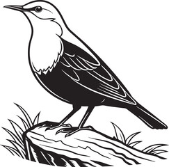 Obraz premium White-Throated Dipper bird silhouette vector Illustration