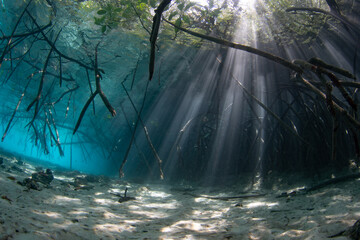 Beams of bright light filter into a shadowed mangrove forest in Misool, Indonesia. Mangroves are...