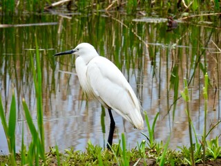 Little egret standing in water