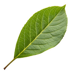 Obraz premium Tree leaf isolated on a transparent background