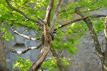 An emperor tamarin sits on a tree branch, clinging tenaciously to the bark with its paws. Its long white whiskers and expressive eyes stand out against the greenery, highlighting the exoticism of this