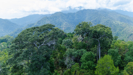 Dense tropical rainforest with lush green trees and distant misty mountains under a cloudy sky.