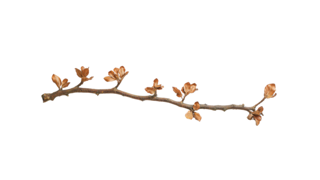 Delicate Branch with Brown Buds - Isolated on Black